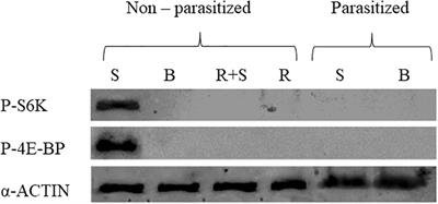 Novel Factors of Viral Origin Inhibit TOR Pathway Gene Expression